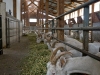 farmschool-1090420