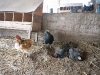 farmschool-1090431