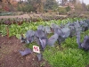 farmschool-1090449