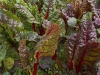 farmschool-1090454