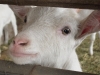 farmschool-6025