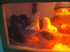 farmschool-6029
