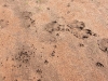 Fresh tracks near Serengetti airport after a rain - Tracks of Mirabou stork, jaguar, hippo; scat of Impala; tire treads