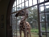 giraffemanor_kenya-1130626