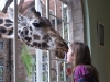 giraffemanor_kenya-1130646
