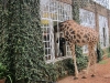 giraffemanor_kenya-1981