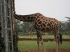 giraffemanor_kenya-1983