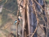 gray headed kingfisher??