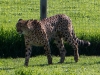 cheetahs-1090681