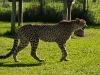 cheetahs-1090689