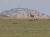 serengeti-1120475