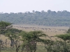 serengeti-1120487