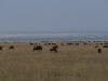 serengeti-1120612