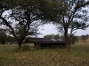 serengeti-1120623