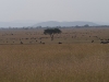 serengeti-1120712