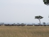 serengeti-1120725
