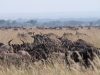 serengeti-1120733
