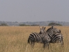 serengeti-1120752