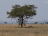serengeti-1120767