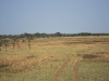 serengeti-1334