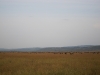 serengeti-1362