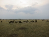 serengeti-1365