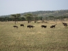 serengeti-1394