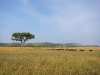 serengeti-1404