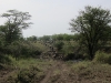 serengeti-1405