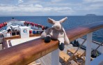 Where is Piggy in the Galapagos Islands?