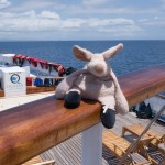 Where is Piggy in the Galapagos Islands?