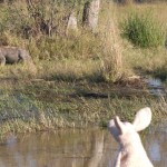 Where is Piggy in Botswana?